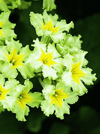 Примула гибридная Francesca