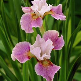 Ирис сибирский Дэнс Балерина Дэнс