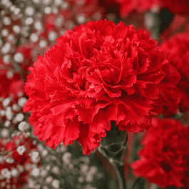 Гвоздика садовая Code Bright Red