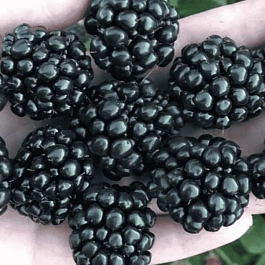 Ежевика садовая Quachita