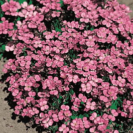 Арабис кавказский Pinkie