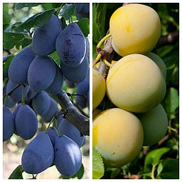 Дерево-сад (3-4х летка) слива 2 сорта Венгерка Корнеевская-Ренклод колхозный Дерево-сад (3-4х летка) слива 2 сорта Венгерка Корнеевская-Ренклод колхозный