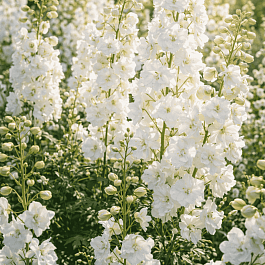 Дельфиниум Magic Fountain Pure White