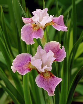 Ирис сибирский Дэнс Балерина Дэнс