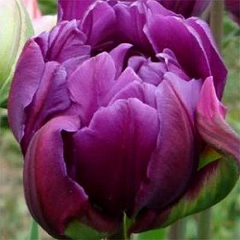 Тюльпан махровый поздний Негрита Дабл