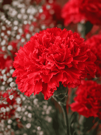 Гвоздика садовая Code Bright Red