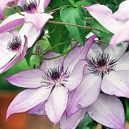 Клематис крупноцветковый Утопия