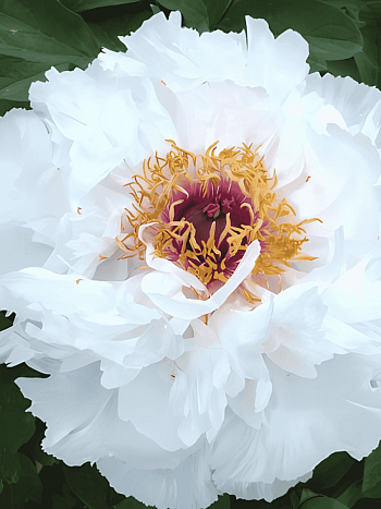 Пион древовидный Fragrant Jade