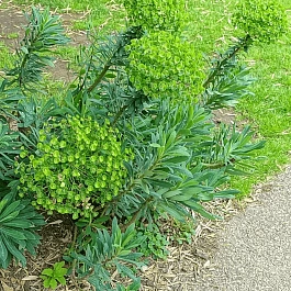 Молочай средиземноморский Humpty Dumpty