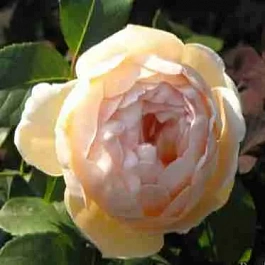 Роза Jude the Obscure