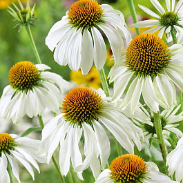 Эхинацея пурпурная Вайт Свон Эхинацея пурпурная Вайт Свон