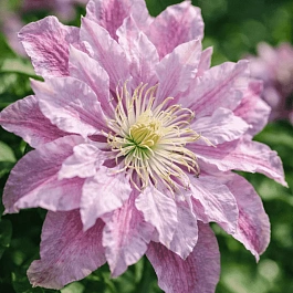 Клематис Ragamuffin