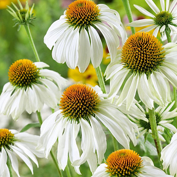 Эхинацея пурпурная Вайт Свон