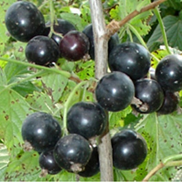 Смородина черная Гармония