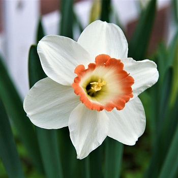 Нарцисс крупнокорончатый Пинк Чарм