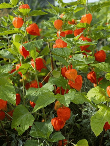 Физалис обыкновенный Franchetii