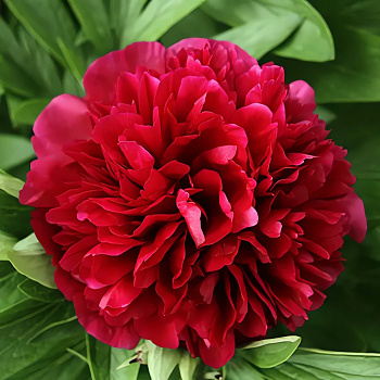 Пион молочноцветковый Double Red