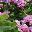 Гортензия крупнолистная Bouquet Rose