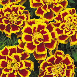 Бархатцы отклоненные Бонанза Би