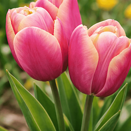 Тюльпан триумф Holland Beauty