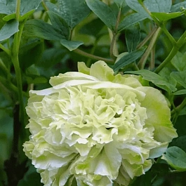 Пион древовидный Green Jade