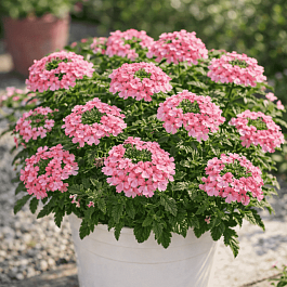 Вербена Empress Flair Peach