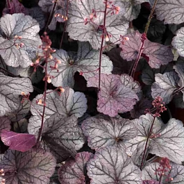 Гейхера Northern Exposur  Silver