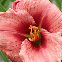 Лилейник Siloam Ribbon Candy