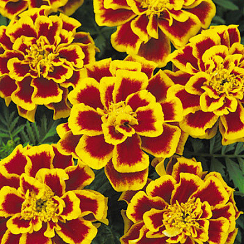 Бархатцы отклоненные Бонанза Би