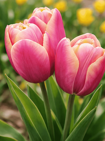 Тюльпан триумф Holland Beauty