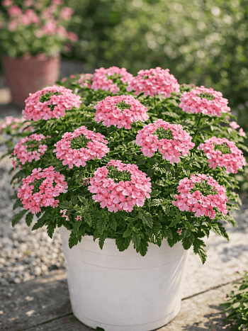 Вербена Empress Flair Peach