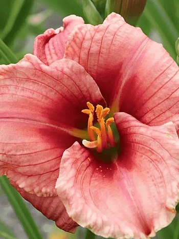 Лилейник Siloam Ribbon Candy