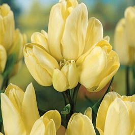 Тюльпан многоцветковый Фэтс Домино