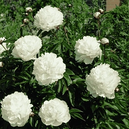 Пион лекарственный  Alba Plena