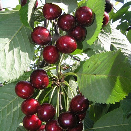 Черешня Веда Черешня Веда