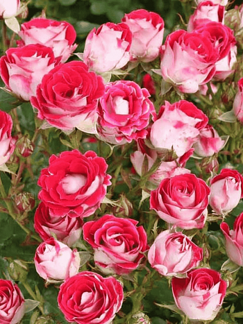 Роза Флорибунда All Star