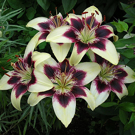 Лилия азиатская танго Патриция Прайд