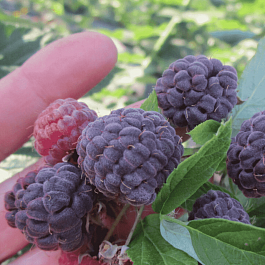 Малина обыкновенная Глен Кое