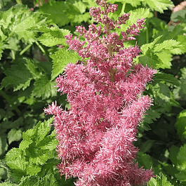 Астильба китайская Stand and Deliver