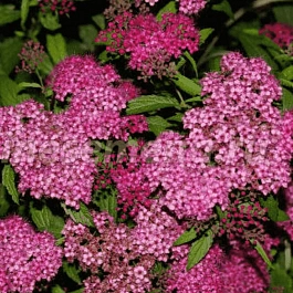 Спирея японская Froebelii