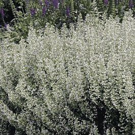 Котовник Фассена Snowflake