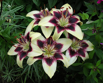 Лилия азиатская танго Патриция Прайд