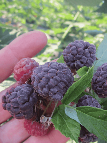 Малина обыкновенная Глен Кое