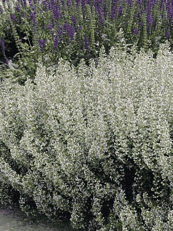 Котовник Фассена Snowflake