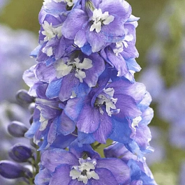 Дельфиниум  Guardian Lavender