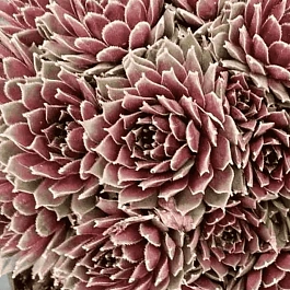 Молодило гибридное Jet Stream