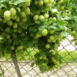 Крыжовник Мукуринес на штамбе