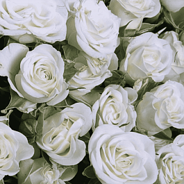 Роза кустовая Snowflake