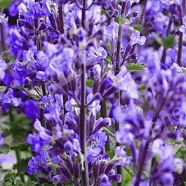 Котовник Фассена Grol