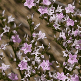 Гониолимон татарский (Углостебельник)
